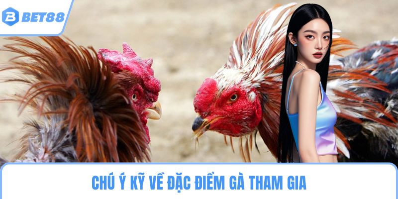 Chú ý kỹ về đặc điểm gà tham gia