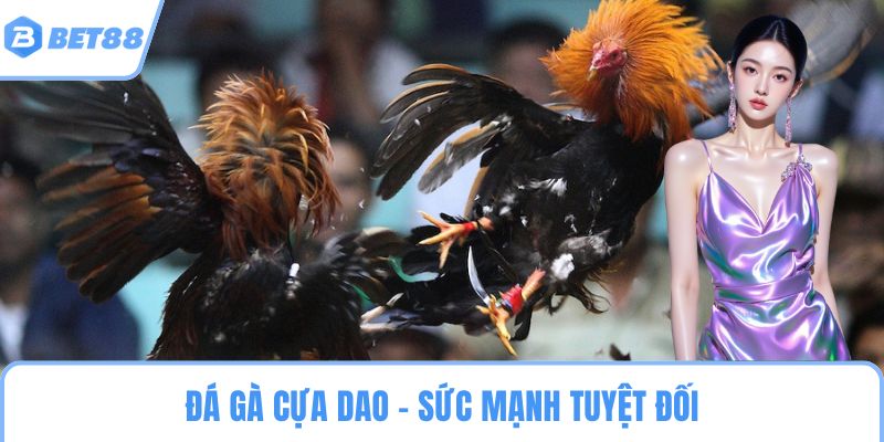 Đá gà cựa dao – Sức mạnh tuyệt đối