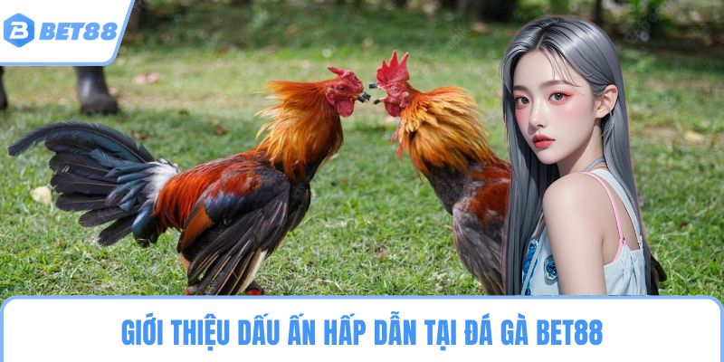 Giới thiệu dấu ấn hấp dẫn tại đá gà BET88