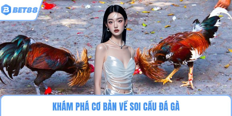 Khám phá cơ bản về soi cầu đá gà