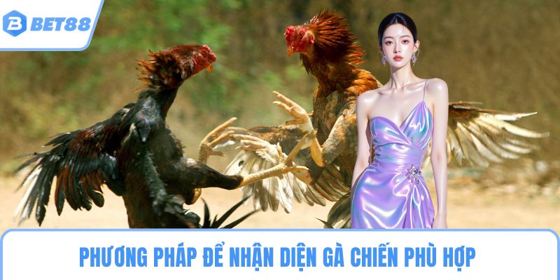 Phương pháp để nhận diện gà chiến phù hợp