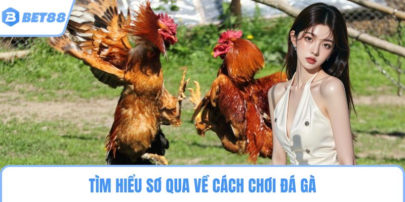 Tìm hiểu sơ qua về cách chơi đá gà